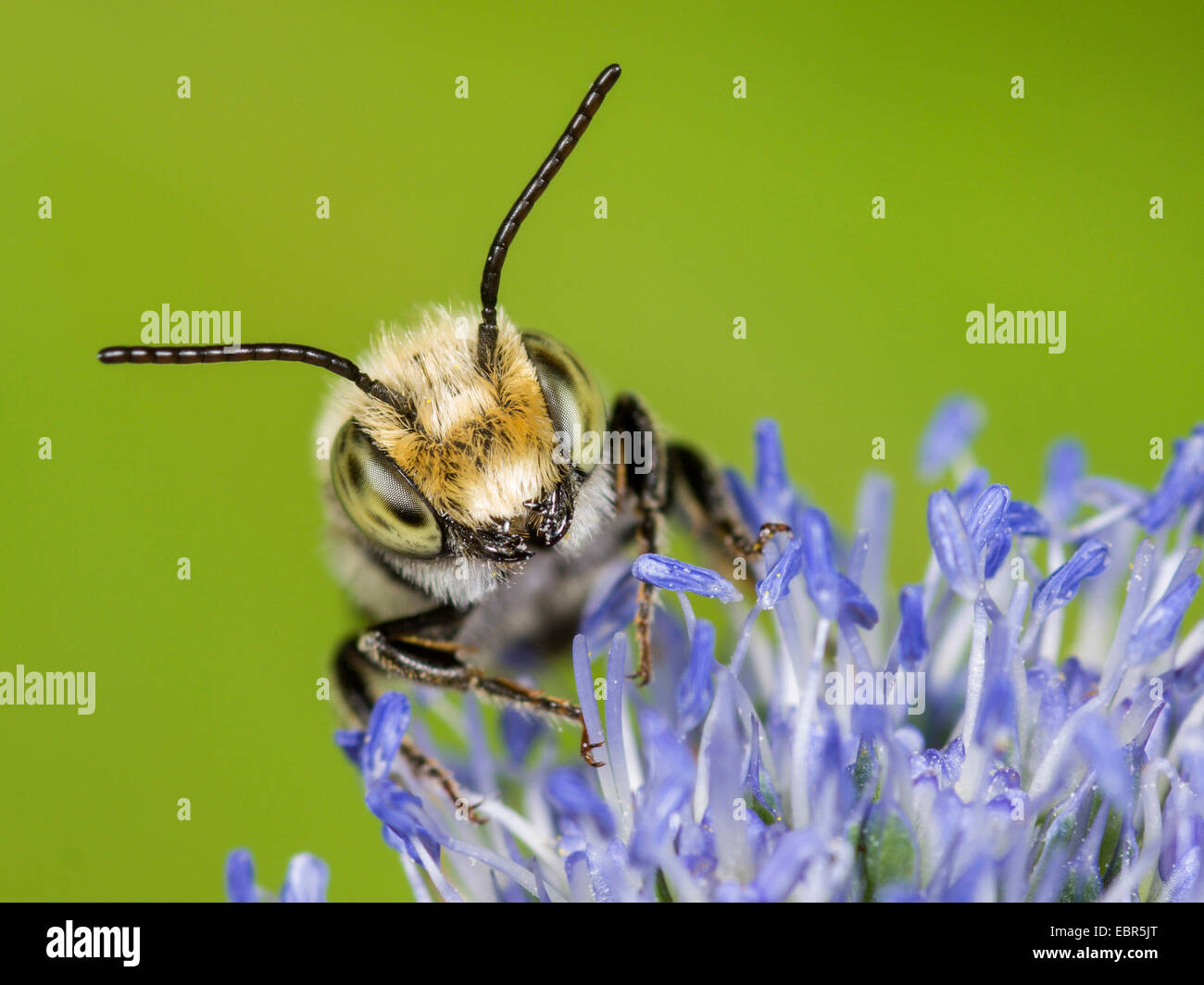 L'abeille découpeuse de la luzerne (Megachile rotundata), mâle sur l'Eryngium planum, Allemagne Banque D'Images