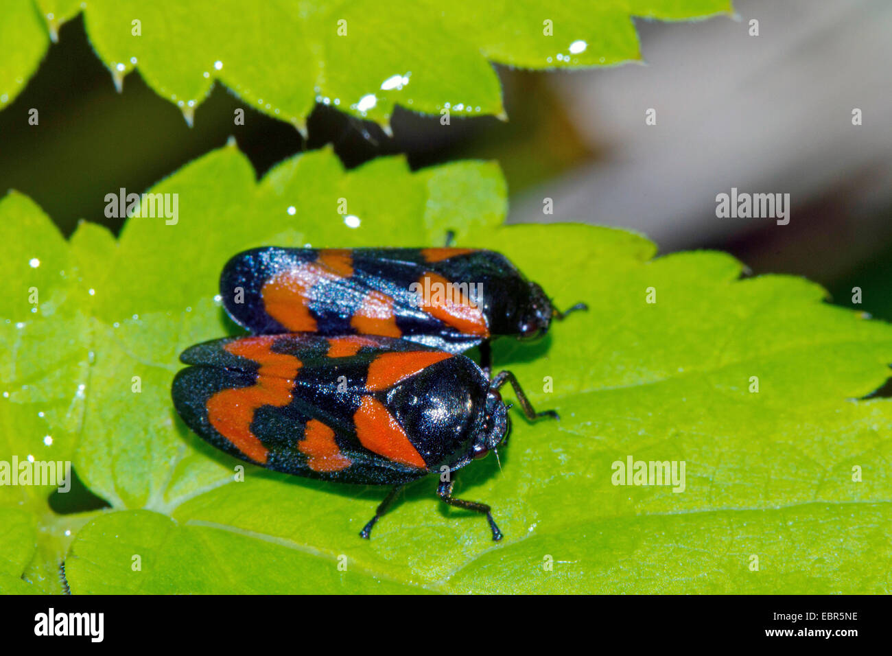 Noir et rouge (Cercopis froghopper Cercopis vulnerata, sanguinea), deux sur une feuille, Allemagne Banque D'Images