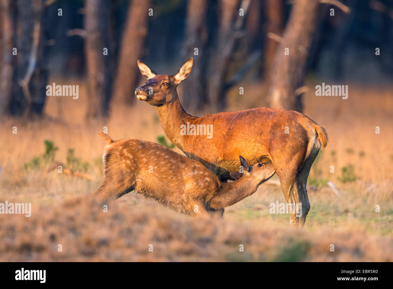 Red Deer (Cervus elaphus), Hind suckling son faon, Pays-Bas, parc national De Hoge Veluwe Banque D'Images