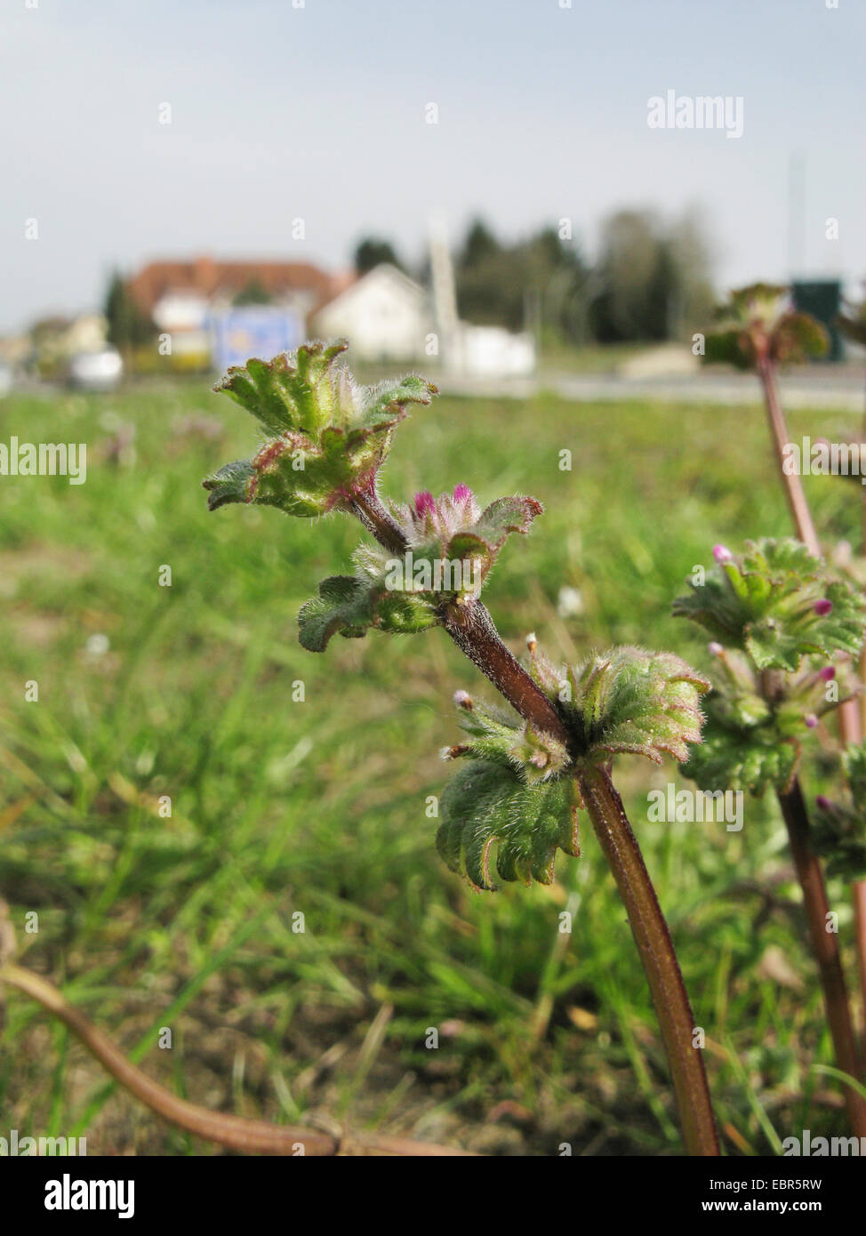 Henbit dead-nettle, commun deadnettle (Lamium amplexicaule), l'inflorescence avec fleurs fleurs cléistogames, ALLEMAGNE, Basse-Saxe Banque D'Images