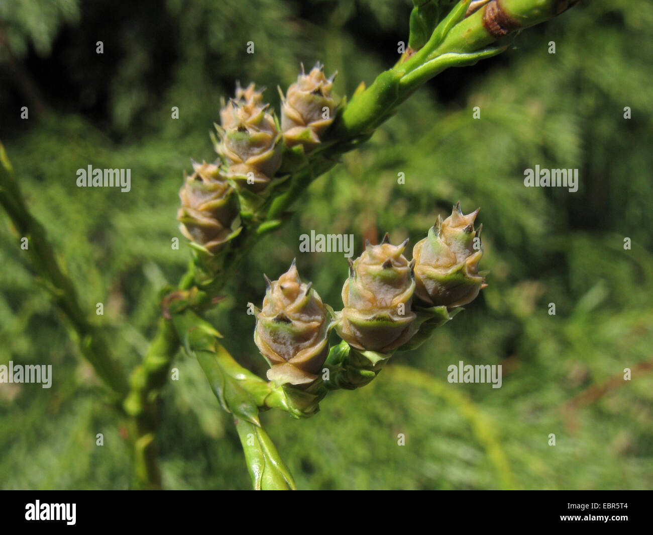 Le thuya géant (Thuja plicata), de la direction générale avec les jeunes cônes Banque D'Images
