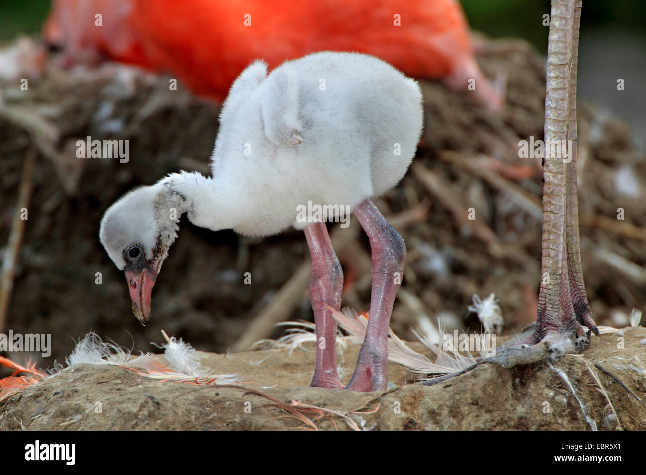 Poussin flamant rose Banque de photographies et d’images à haute ...