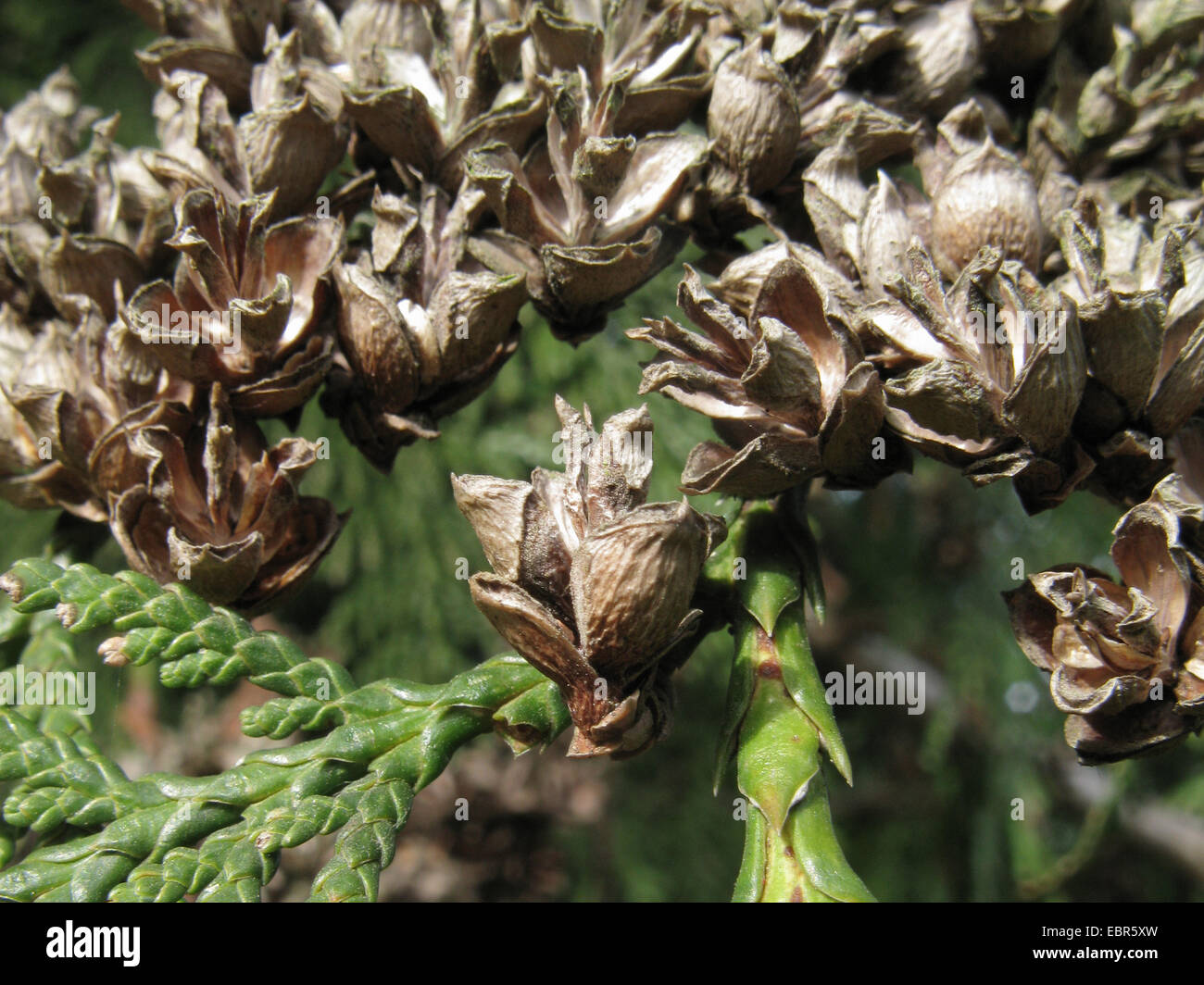 Le thuya géant (Thuja plicata), de la direction générale avec les cônes Banque D'Images