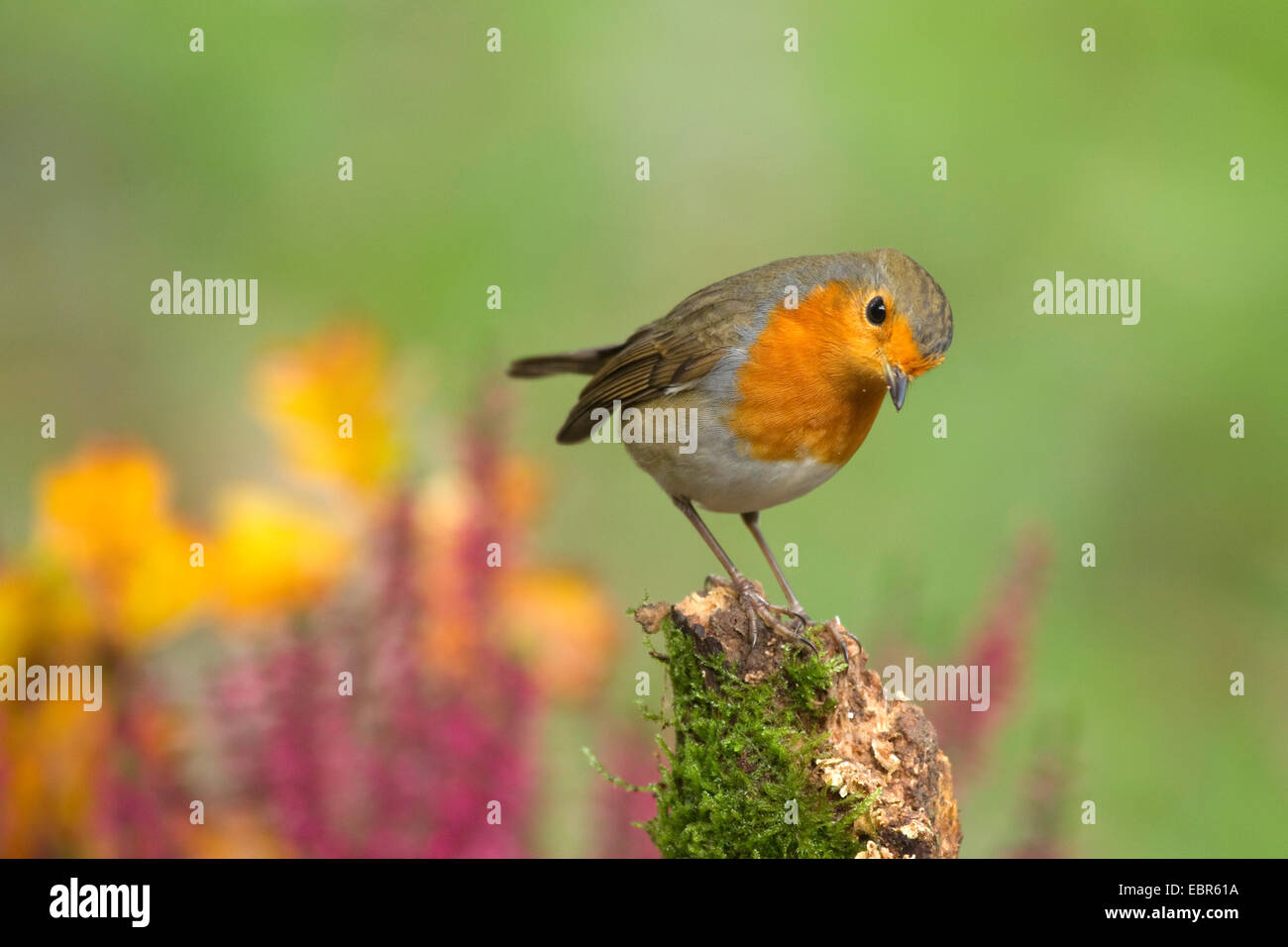 European robin (Erithacus rubecula aux abords), assis sur un post moussus en automne , Allemagne, Rhénanie du Nord-Westphalie Banque D'Images