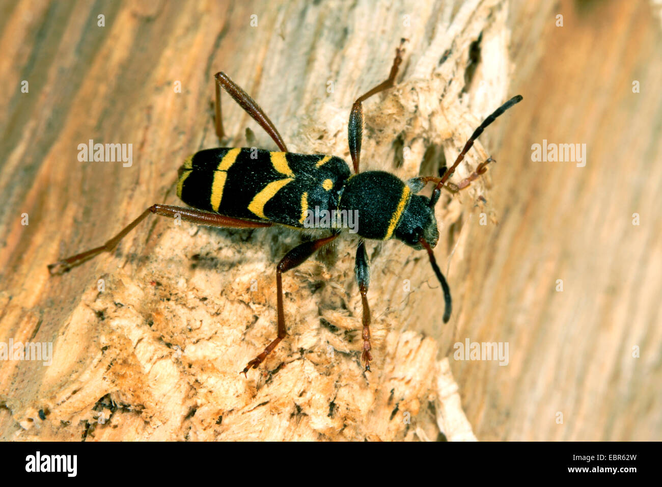 Wasp beetle (Clytus arietis), sur bois mort, Allemagne Banque D'Images