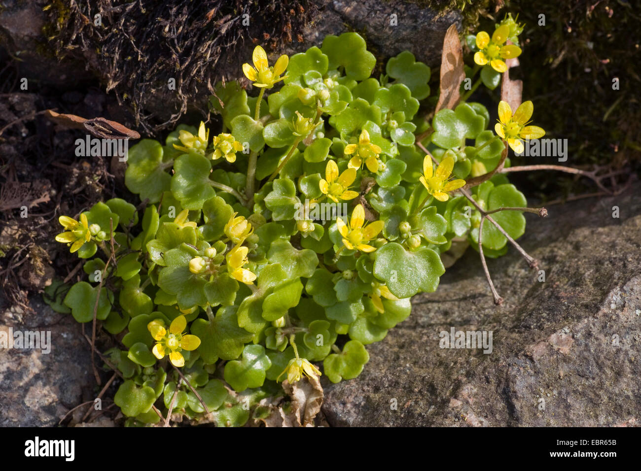 Saxifrage à feuilles opposées (Saxifraga hirsuta, Rein), la floraison sur une paroi de rochers Banque D'Images