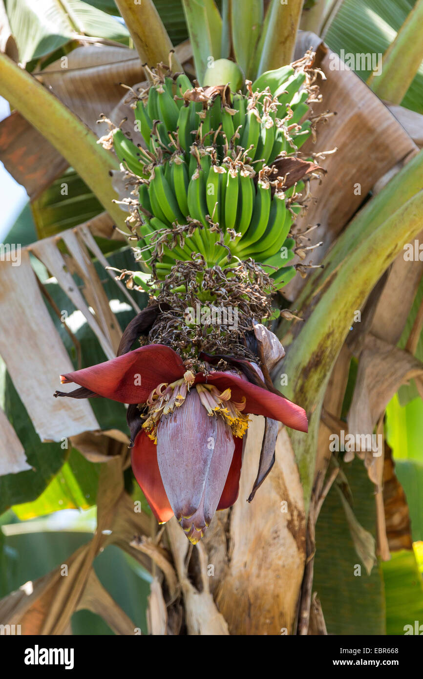 Banane (Musa commun spec.), l'inflorescence et les fruits, le Costa Rica, l'Pazifikkueste Banque D'Images