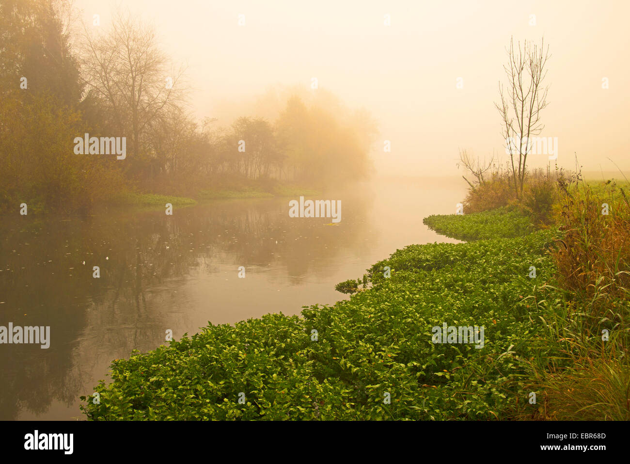 River Blau sur son chemin de Blautopf à Blaubeuren à Ulm avec brume du matin, l'Allemagne, Bade-Wurtemberg, Jura Souabe Banque D'Images