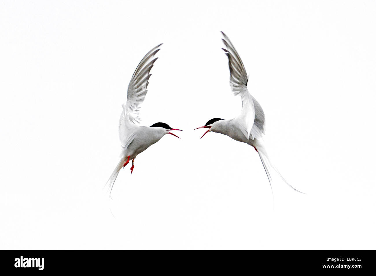 Sterne arctique (Sterna paradisaea), deux combats de sternes, de la Norvège, Svalbard Banque D'Images