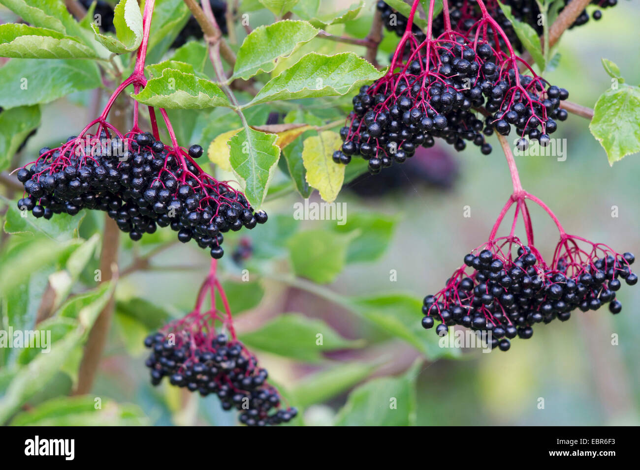 L'aîné, le Sureau noir européen commun, ancien (Sambucus nigra), berrie sur un buisson, Allemagne Banque D'Images