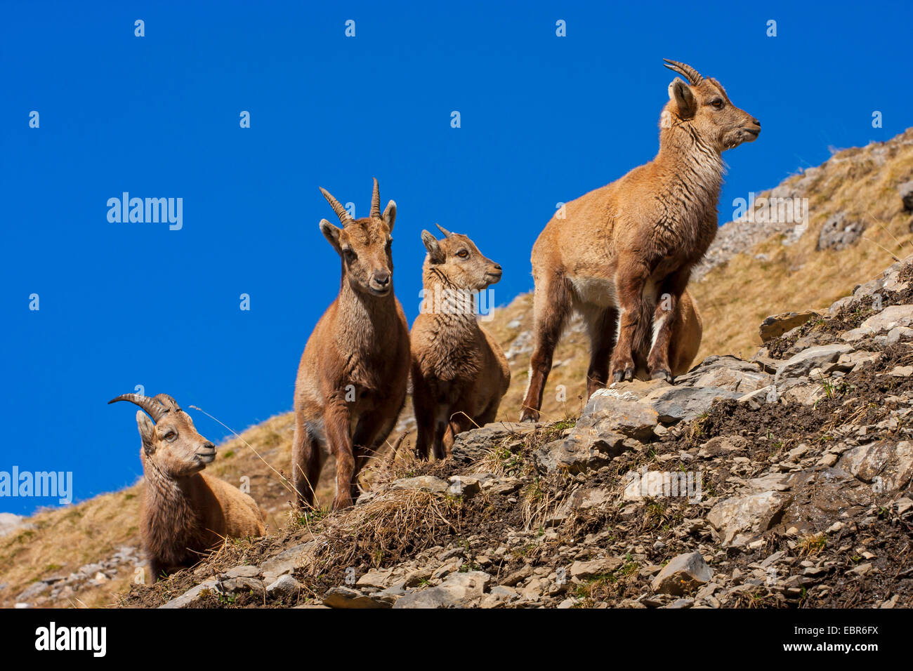 Bouquetin des Alpes (Capra ibex, Capra ibex ibex), bouquetins debout dans la zone bientot, Suisse, Toggenburg, Churfirsten Banque D'Images