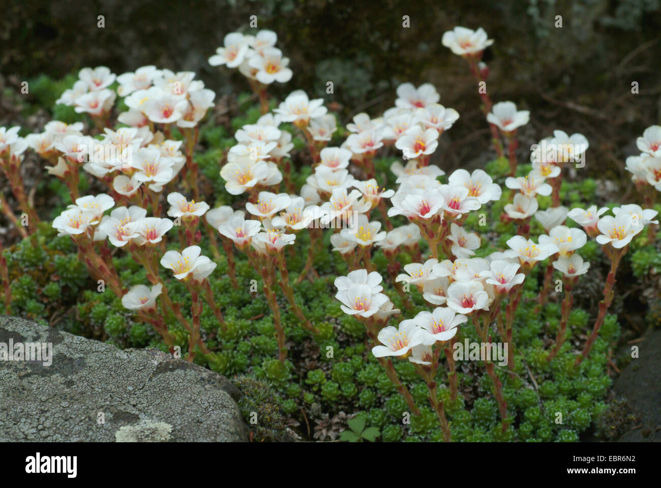 Saxifrage à feuilles opposées (Saxifraga marginata), qui fleurit sur un rocher Banque D'Images