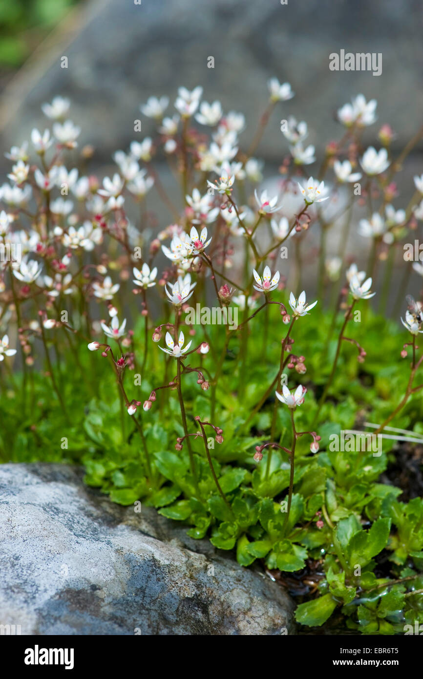 Starry saxifrage à feuilles opposées (Saxifraga stellaris), qui fleurit sur un rocher, Allemagne Banque D'Images