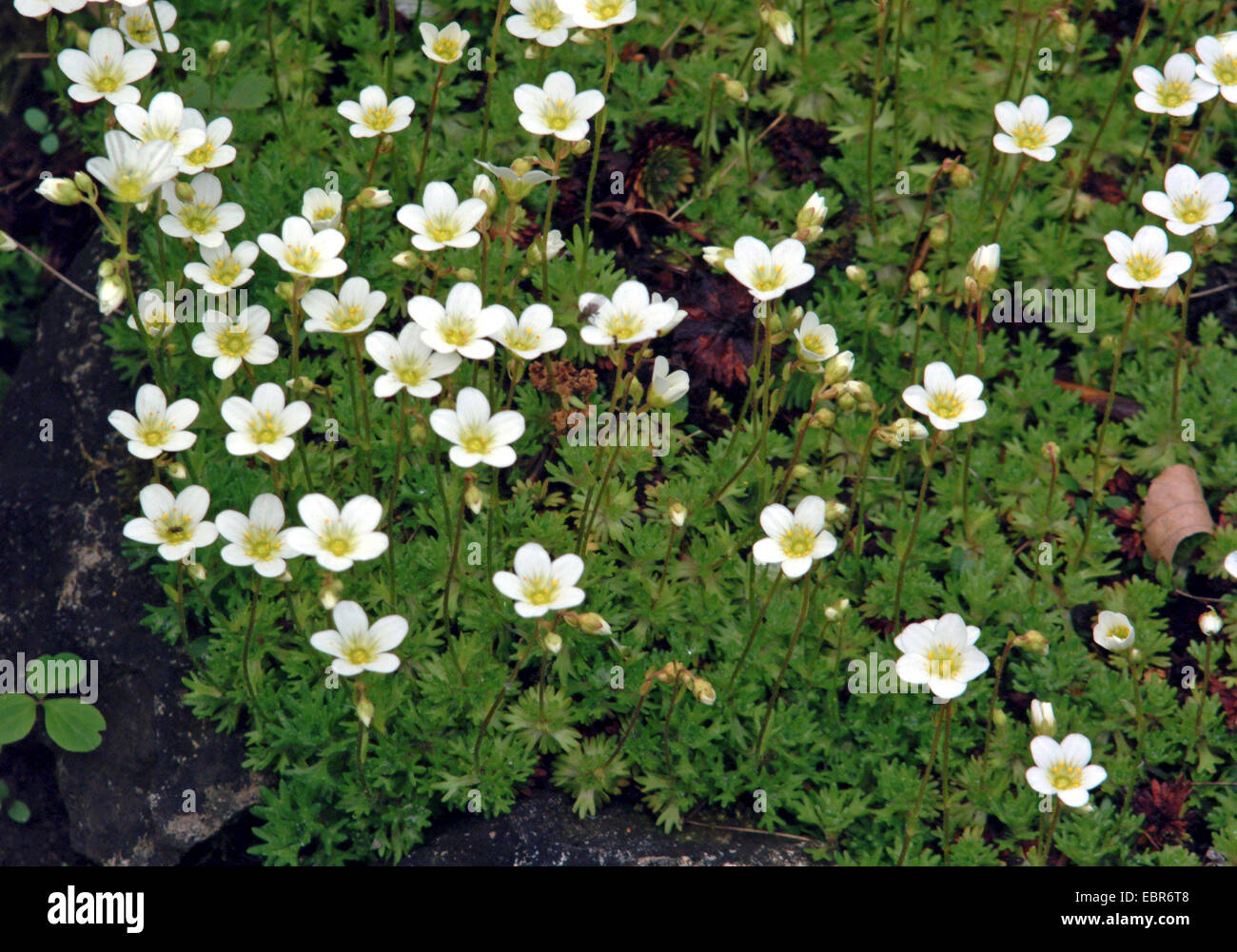 Rose saxifrage (Saxifraga rosacea), blooming, Allemagne Banque D'Images