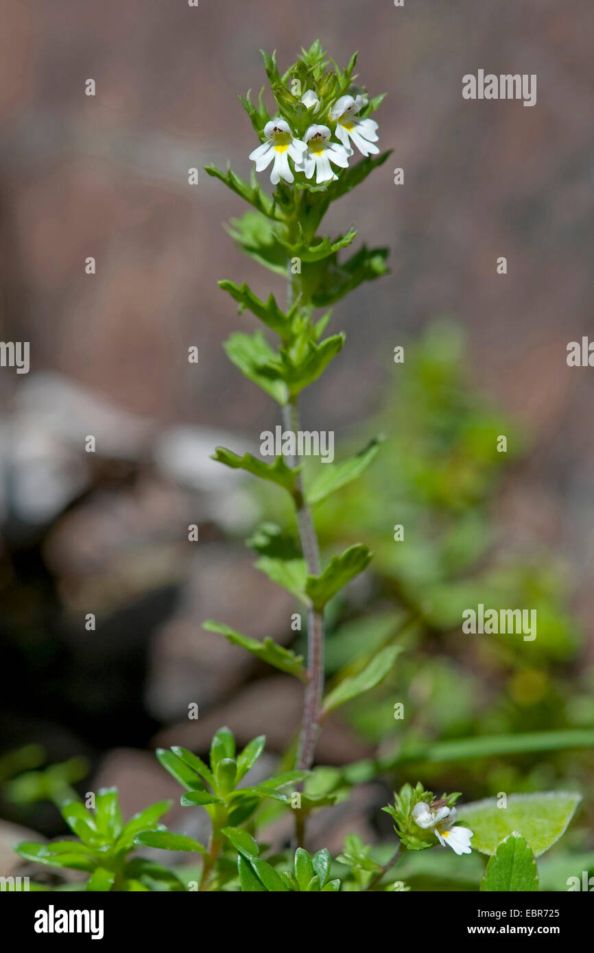 L'euphraise naine (Euphrasia minima), blooming, Allemagne Banque D'Images