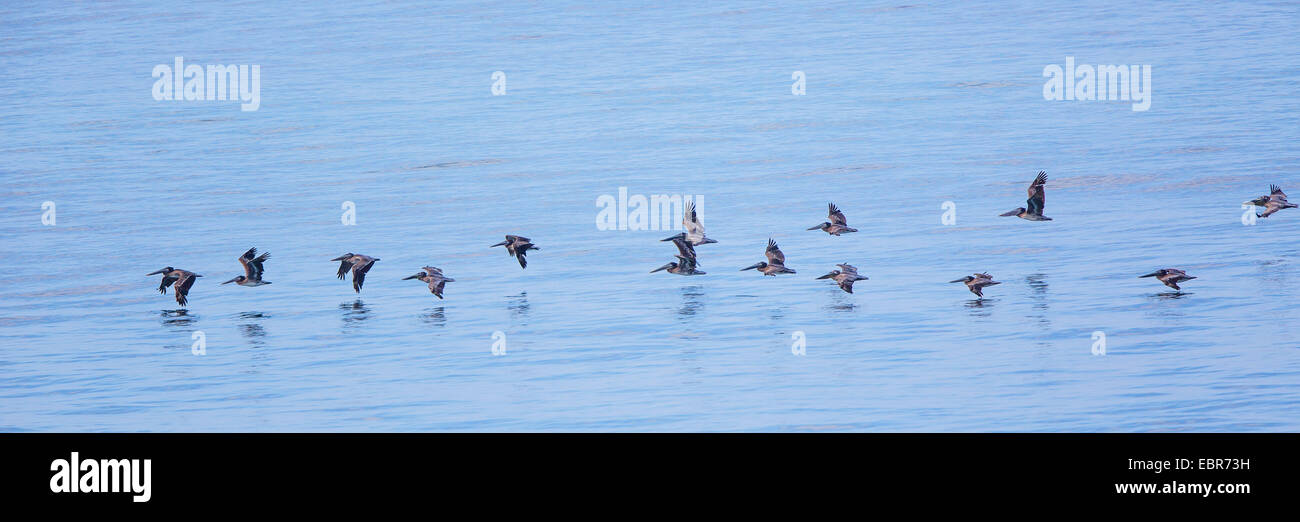 Pélican brun (Pelecanus occidentalis), flock voler près de la surface de l'eau, Costa Rica, Pazifikkueste Banque D'Images