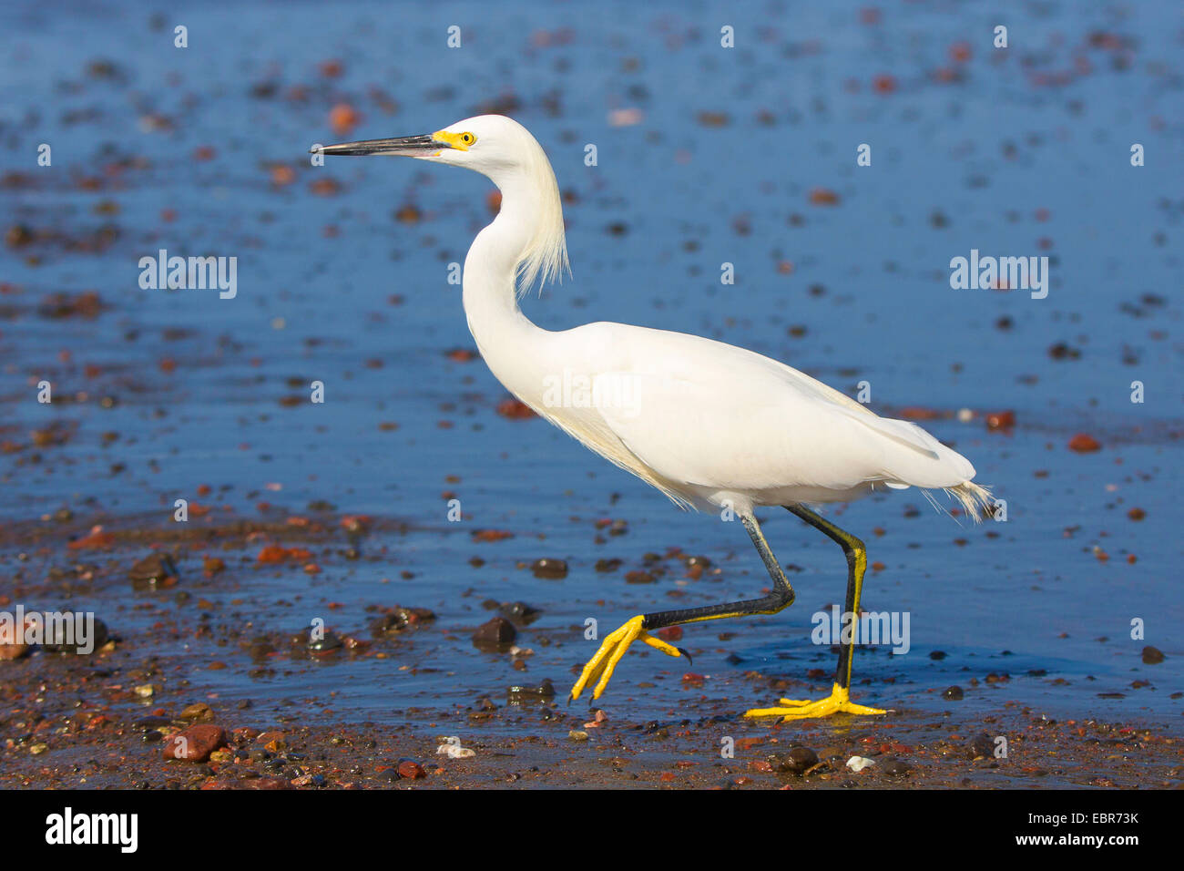 Aigrette neigeuse (Egretta thula), la marche sur la plage, le Costa Rica, Pazifikkueste Banque D'Images