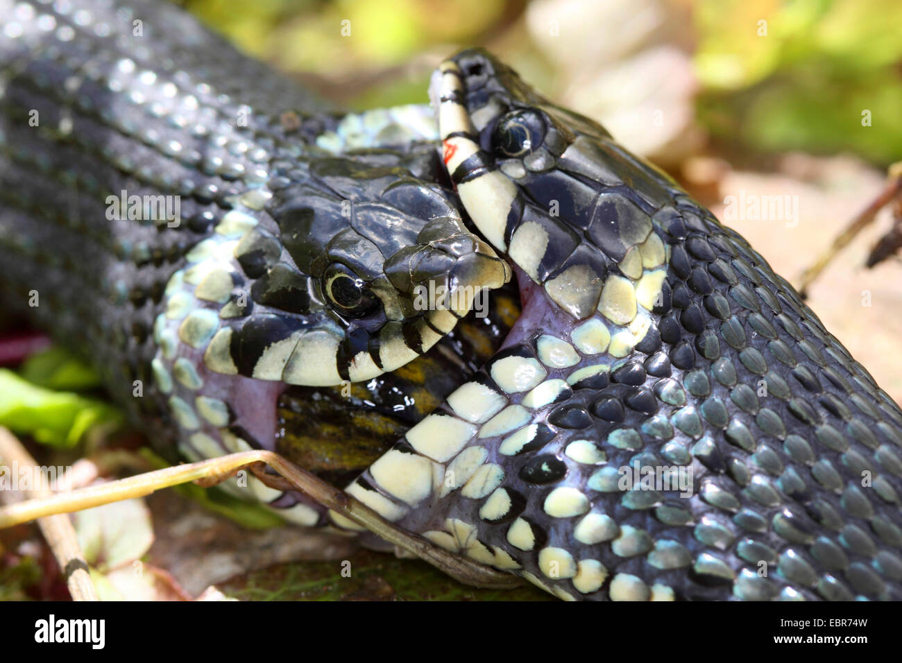 Couleuvre à collier (Natrix natrix), série photo 17, deux serpents se battre pour une grenouille, Allemagne, Mecklembourg-Poméranie-Occidentale Banque D'Images