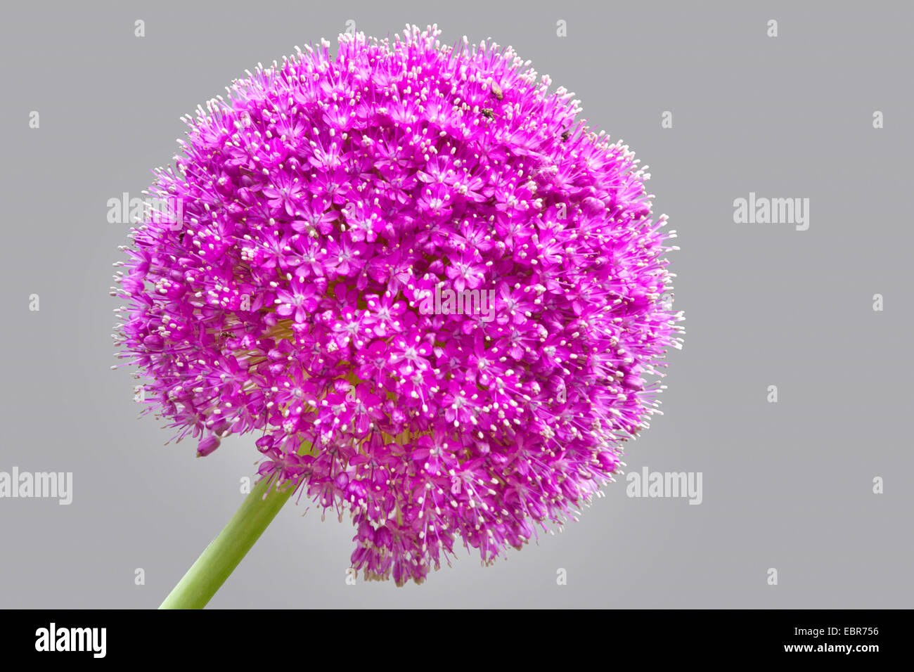 Allium giganteum (Allium giganteum), inflorescence Banque D'Images