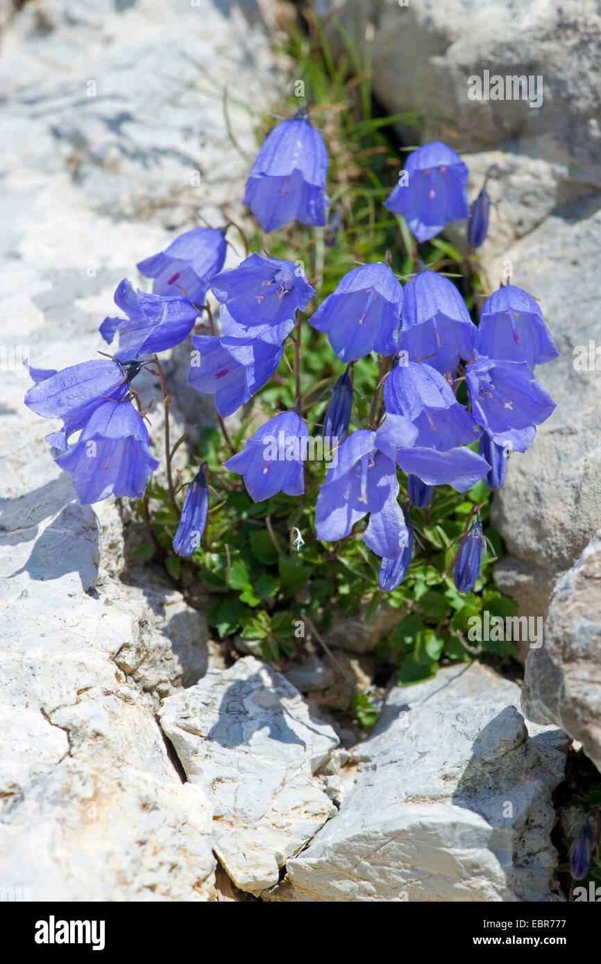 Dés (Campanula cochleariifolia fées), qui fleurit à rockwall, Allemagne, Gästehaus Banque D'Images