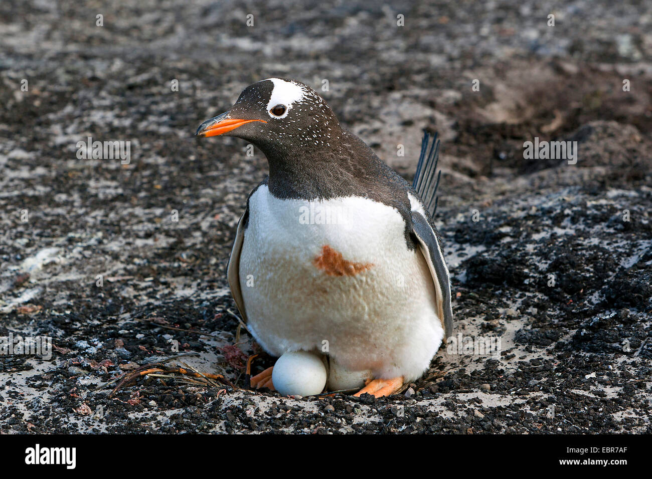 Gentoo pingouin (Pygoscelis papua), l'élevage, l'Antarctique, des îles Malouines, l'île de sirènes Banque D'Images