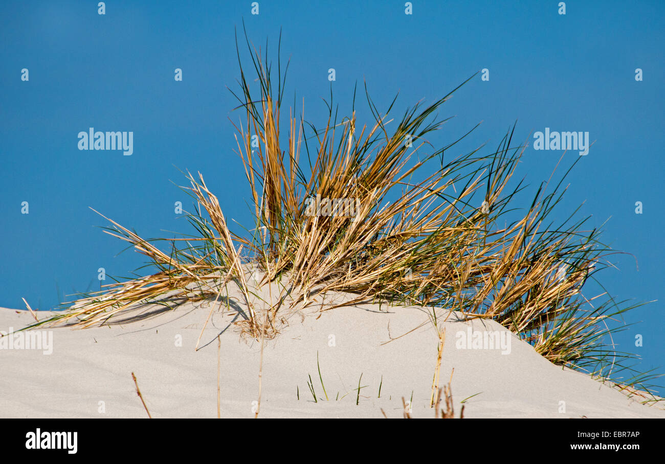 Plage de l'herbe, d'oyats européenne, l'ammophile, psamma, sable de mer-reed (Ammophila arenaria), dune herbe à Spiekeroog, ALLEMAGNE, Basse-Saxe, Spiekeroog Banque D'Images