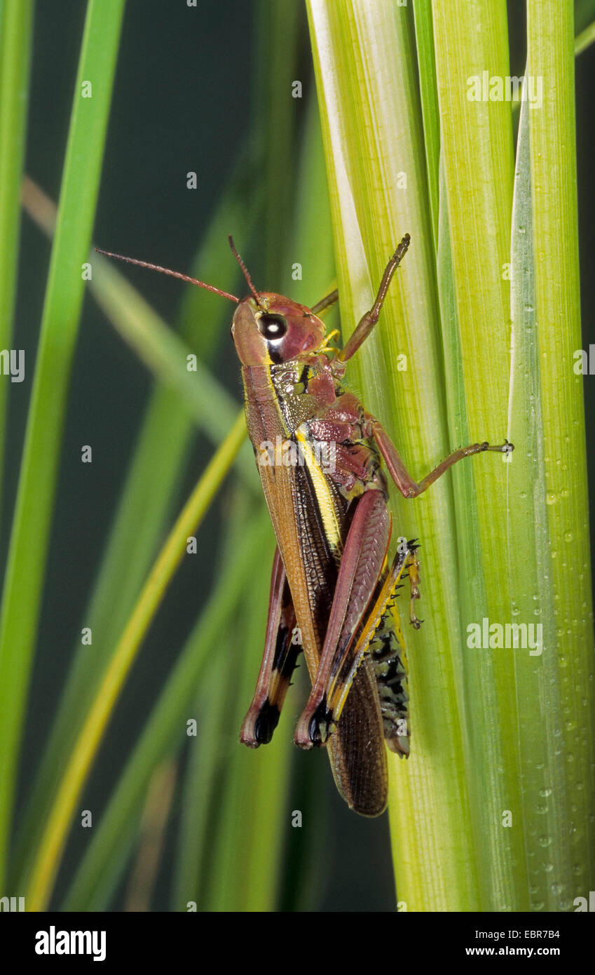Grand Marais sauterelle (Mecostethus grossus, Stethophyma grossum), assis dans une usine, Allemagne Banque D'Images