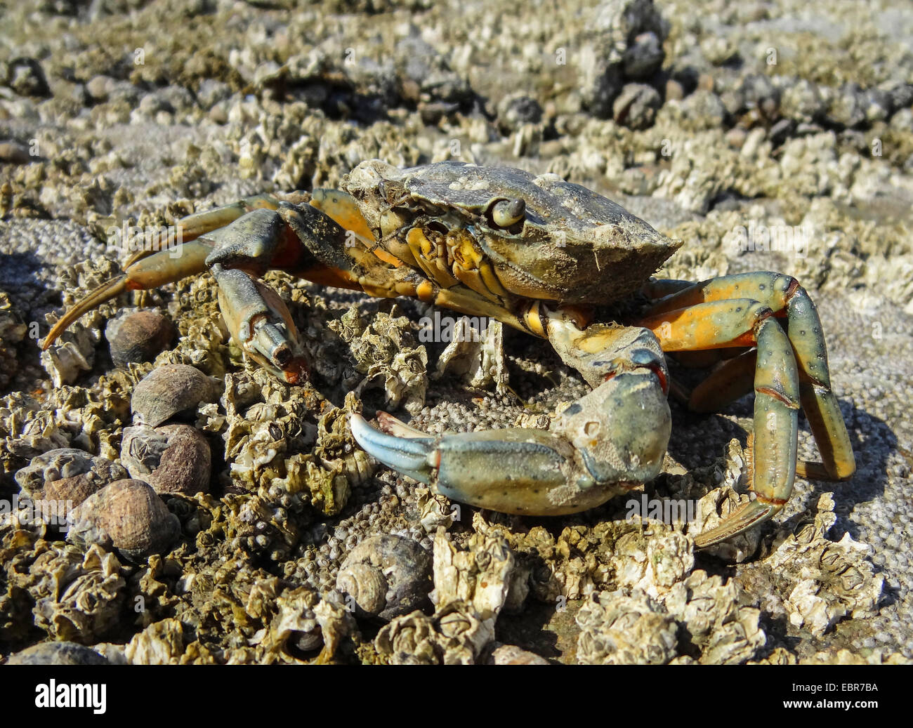Crabe vert, crabe vert, crabe de l'Atlantique Nord (Carcinus maenas), sur la plage, l'ALLEMAGNE, Basse-Saxe, Spiekeroog Banque D'Images