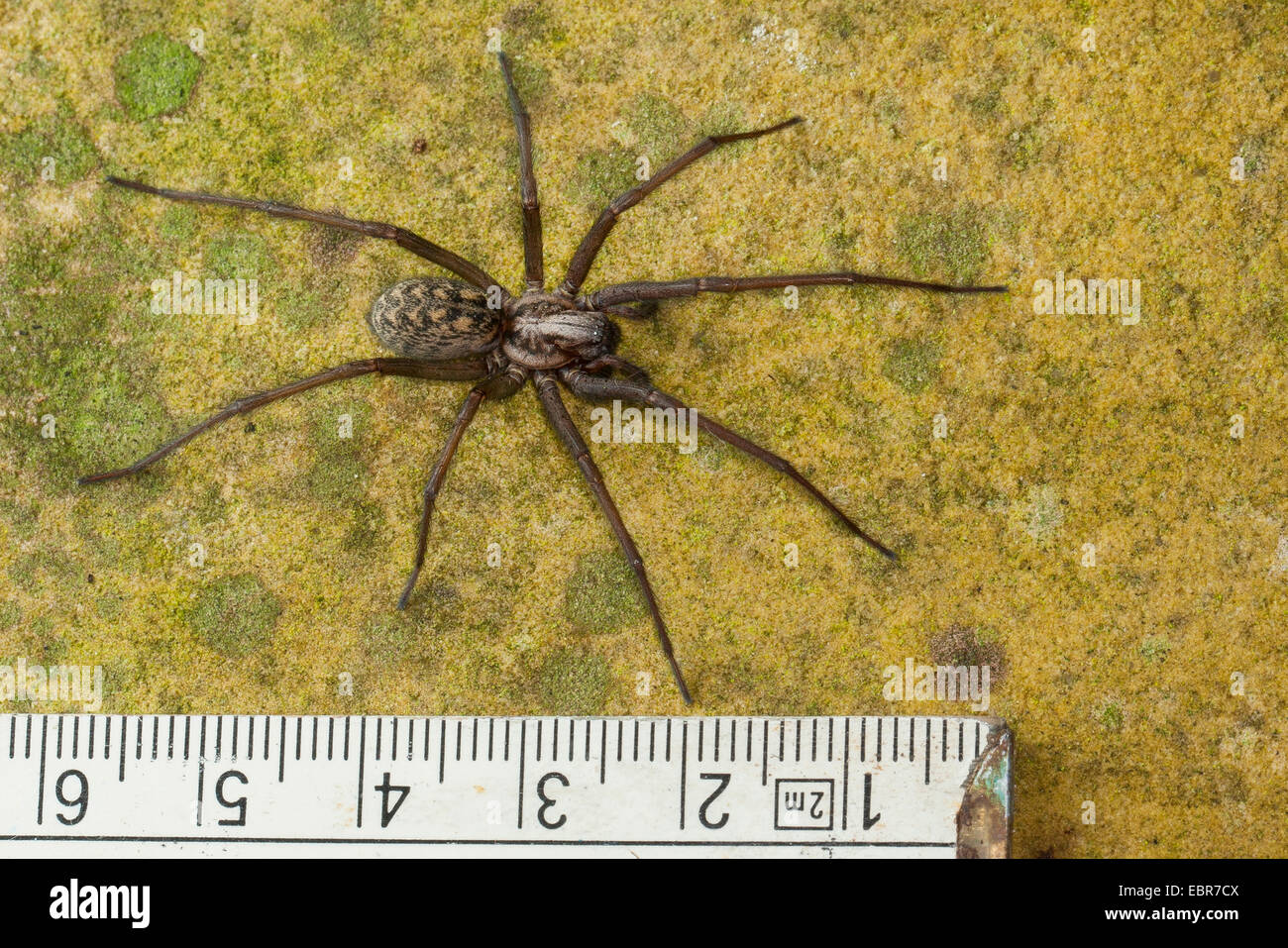 Maison Européenne géant, giant spider araignée des maisons, maison plus grande araignée, araignée araignée (Tegenaria gigantea, Tegenaria atrica), Femme, Allemagne Banque D'Images