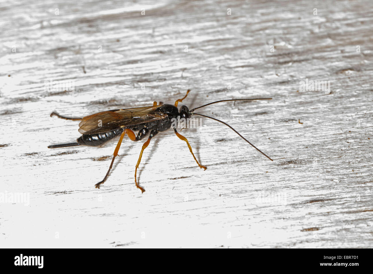 Mouche Ichneumon, hyménoptère (Pimpla spec.), Femme, Allemagne Banque D'Images