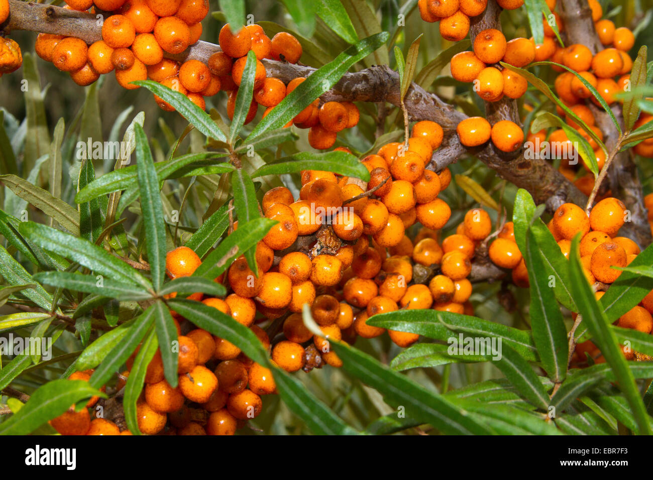 Argousier Hippophae rhamnoides (commune), les baies mûres sur une branche, Allemagne Banque D'Images