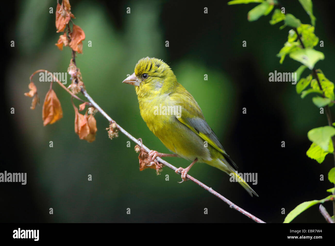 Verdier d'Europe (Carduelis chloris), sur une branche avec des feuilles flétries, Allemagne Banque D'Images