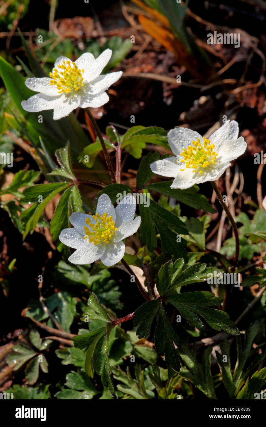 Anémone des bois (Anemone nemorosa), des fleurs avec des gouttes, Allemagne Banque D'Images