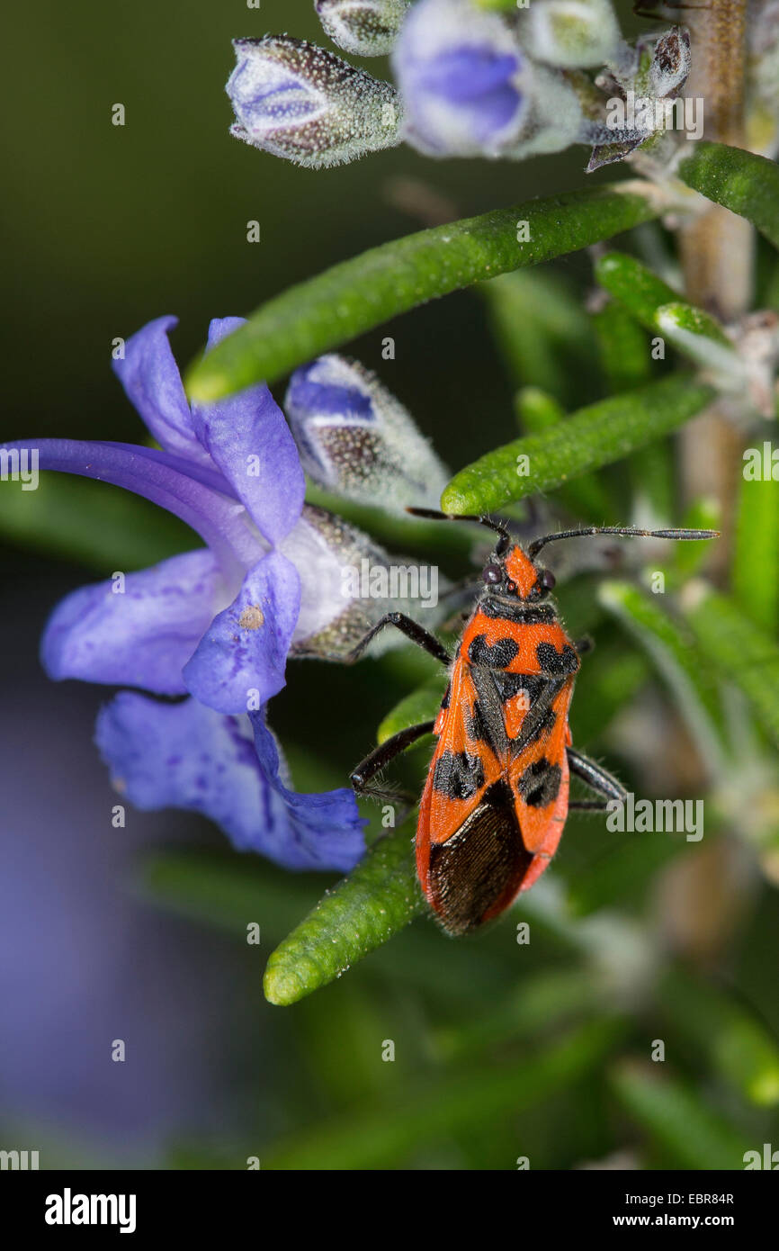 Fire bug (Corizus hyoscyami), sur le romarin, Allemagne Banque D'Images