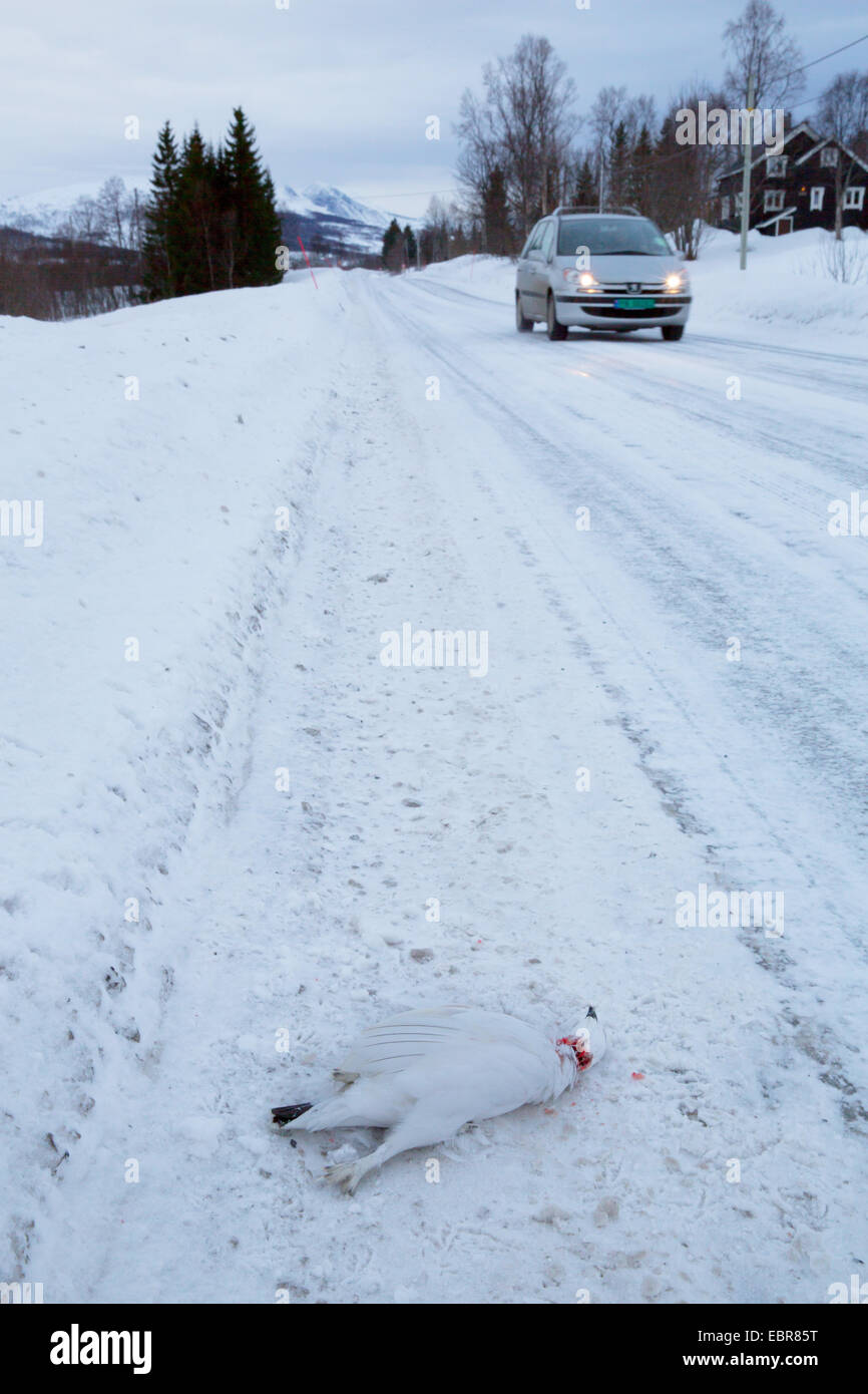 Poulet neige (Lagopus spec.), roadkilled huppée de neige au bord de la route en hiver, en Norvège, Troms, Kvaly Banque D'Images