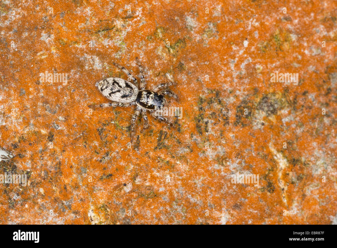 Jumping Spider Zebra (Salticus cingulatus, Salticus, cordicalis Salticus lineolatus), sur une pierre, Allemagne Banque D'Images