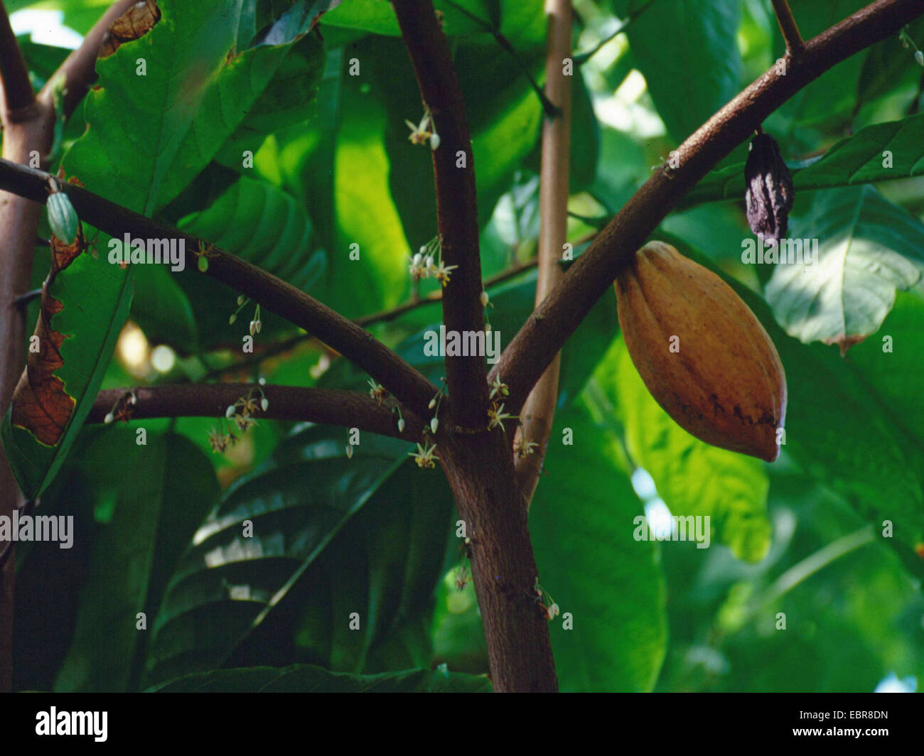 Le chocolat, le cacaoyer (Theobroma cacao), cacao des fruits sur un arbre en fleurs Banque D'Images