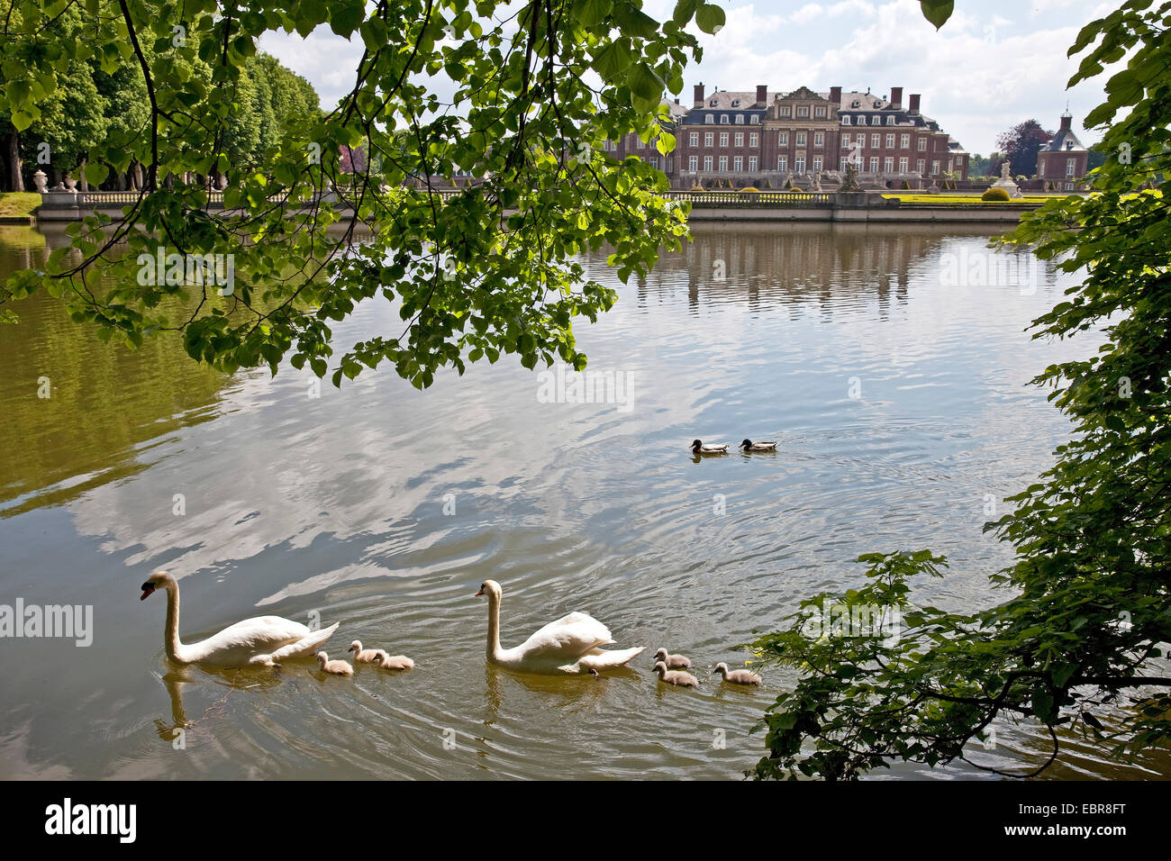 Mute swan (Cygnus olor), palacegarden avec famille swan, château fort vaux, en Allemagne, en Rhénanie du Nord-Westphalie, Nordkirchen Banque D'Images