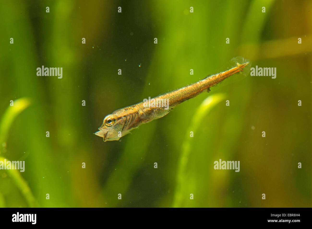 Le brochet, le grand brochet (Esox lucius), une larve se nourrissant de puce d'eau, de l'Allemagne Banque D'Images