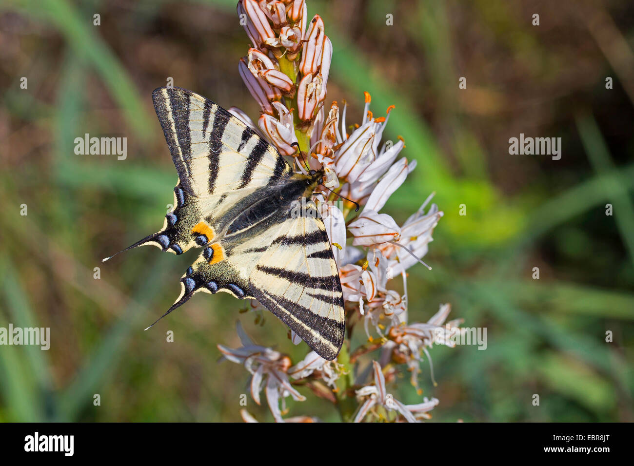 Machaon swallowtail kite, rares (Iphiclides podalirius), sur une inflorescence Banque D'Images