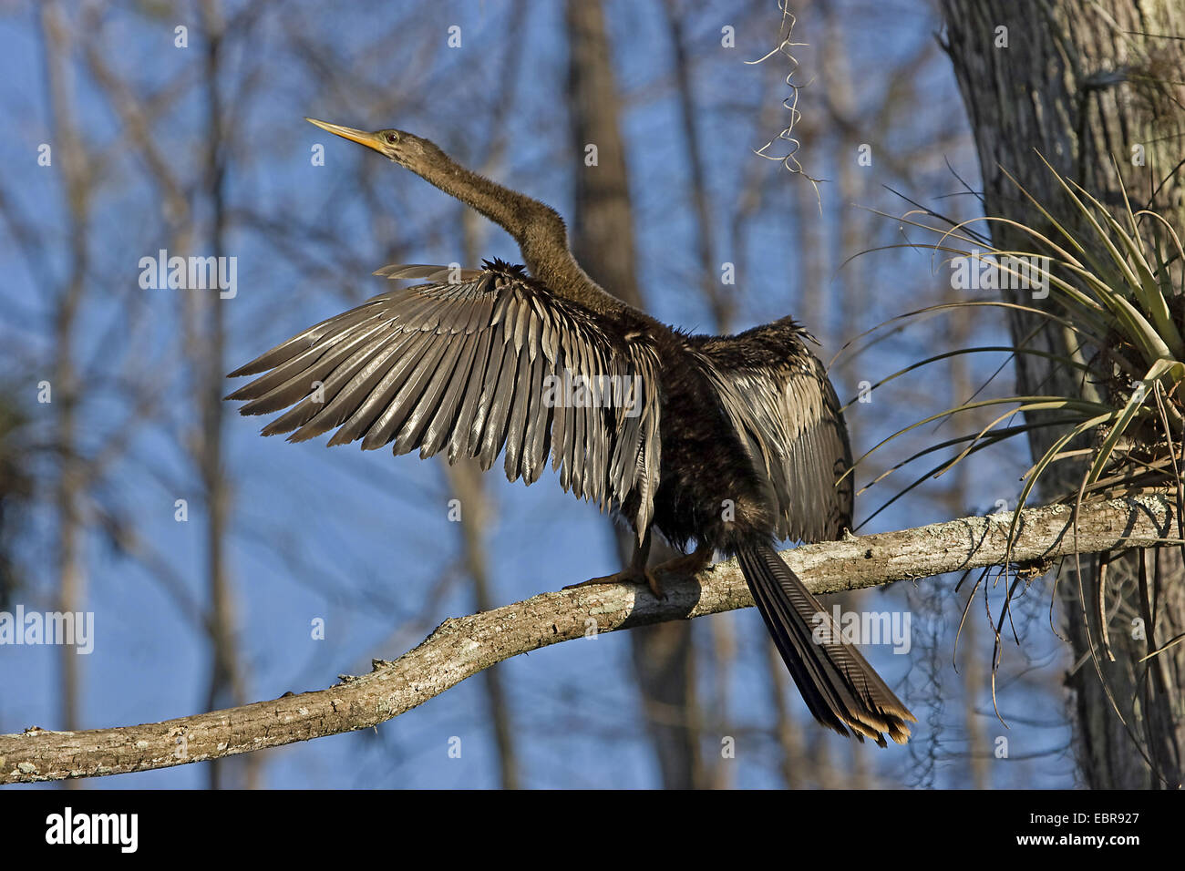 Dard d'Amérique (Anhinga anhinga), séchage de son plumage, USA, Floride, le Parc National des Everglades Banque D'Images