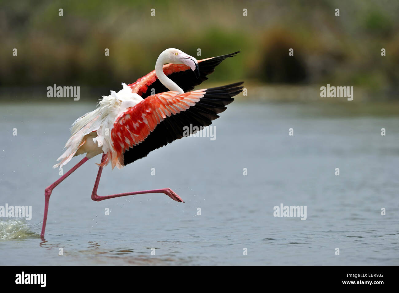 Flamant rose, American flamingo, Caraïbes Flamingo (Phoenicopterus ruber ruber), à partir de s'envoler, USA, Floride, le Parc National des Everglades Banque D'Images
