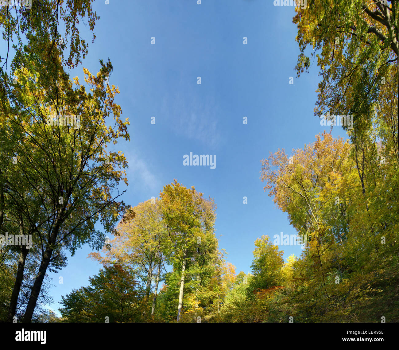 Bleu ciel et les cimes des arbres en automne, en Allemagne, en Bavière, Oberpfalz Banque D'Images