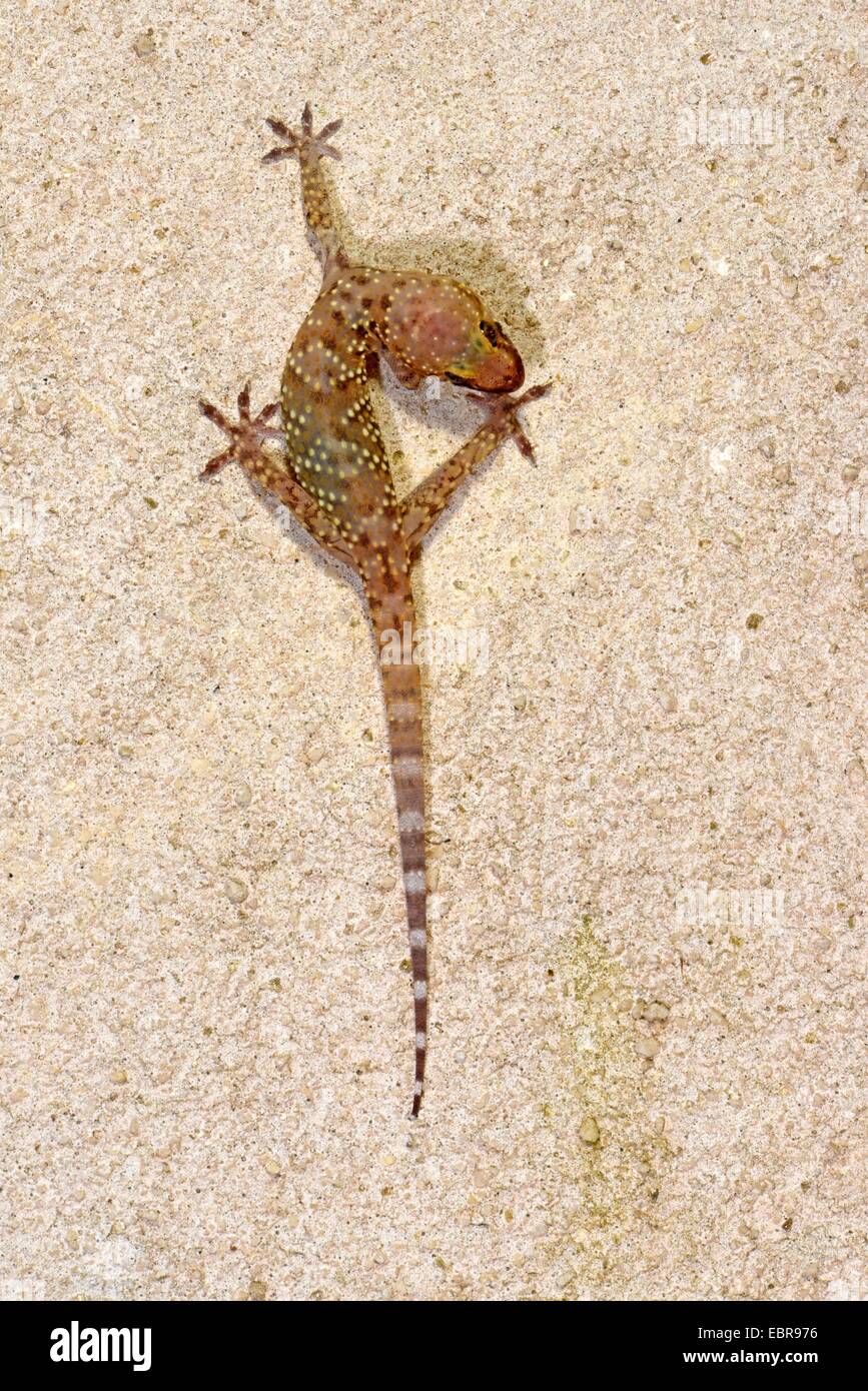 Gecko gecko turc, de la Méditerranée (Hemidactylus turcicus), en fonction d'un mur de la maison morte, France, Corse Banque D'Images