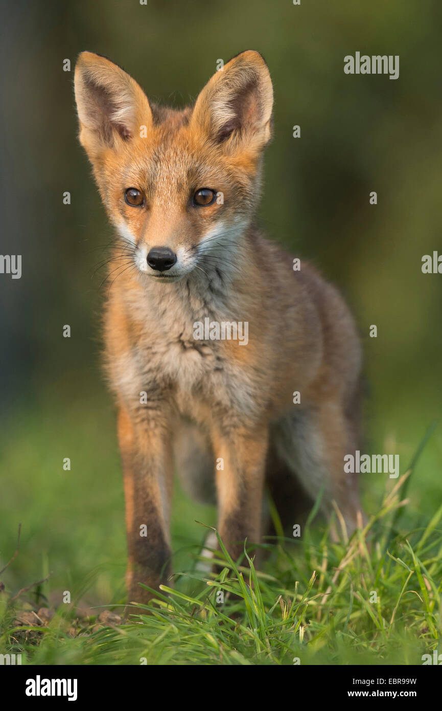 Le renard roux (Vulpes vulpes), les jeunes renards, ALLEMAGNE, Basse-Saxe Banque D'Images
