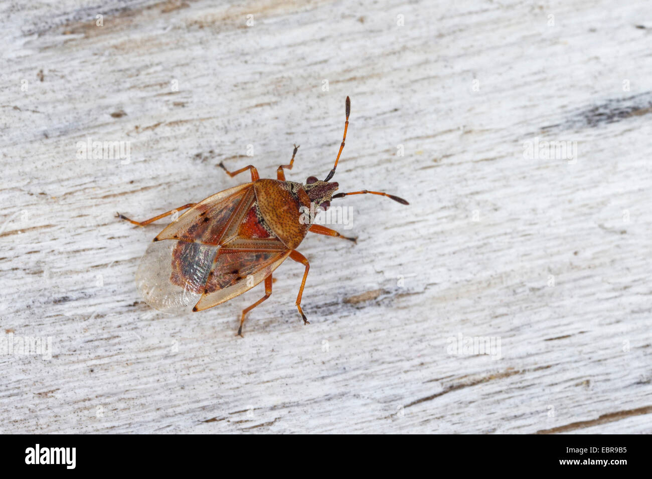 Punaise De Bouleau Banque D Image Et Photos Alamy