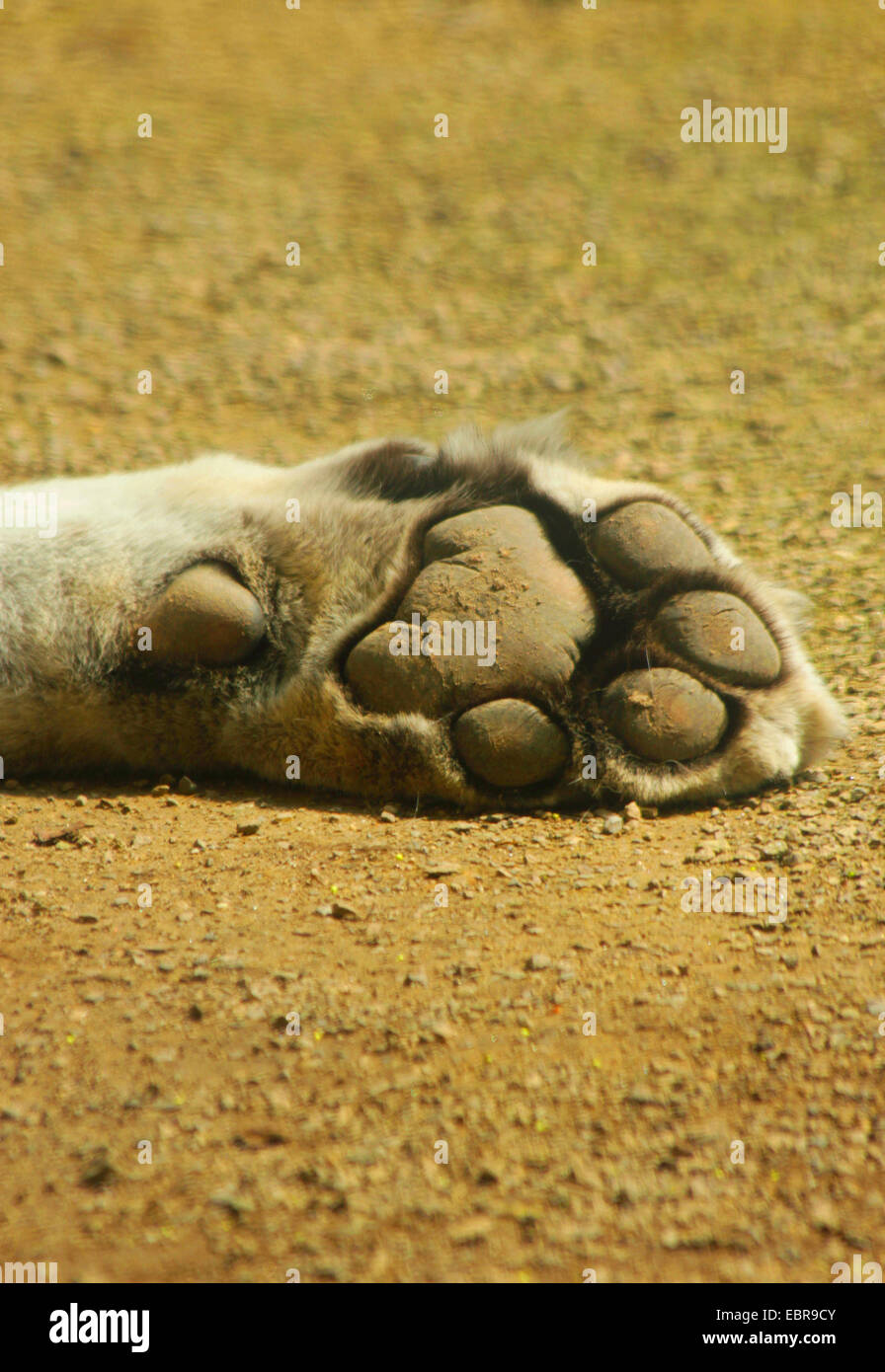 Tigre de Sibérie, Amurian tigre (Panthera tigris altaica), d'un tigre de Sibérie Banque D'Images