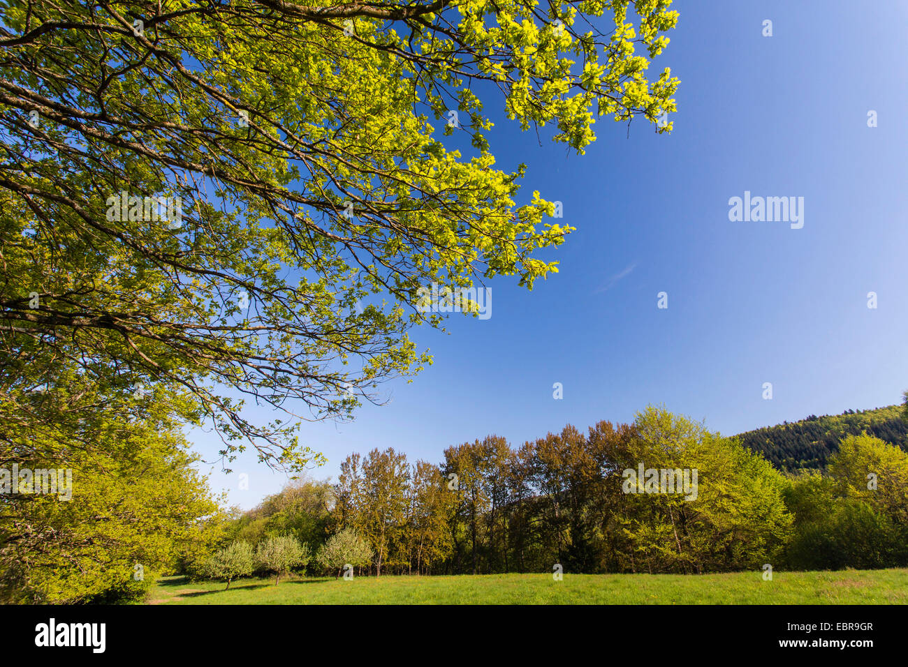 Paysage avec prairie au printemps, l'Allemagne, Bade-Wurtemberg, Landschaftsschutzgebiet Breitenstein, Naturpark Neckartal-Odenwald Banque D'Images