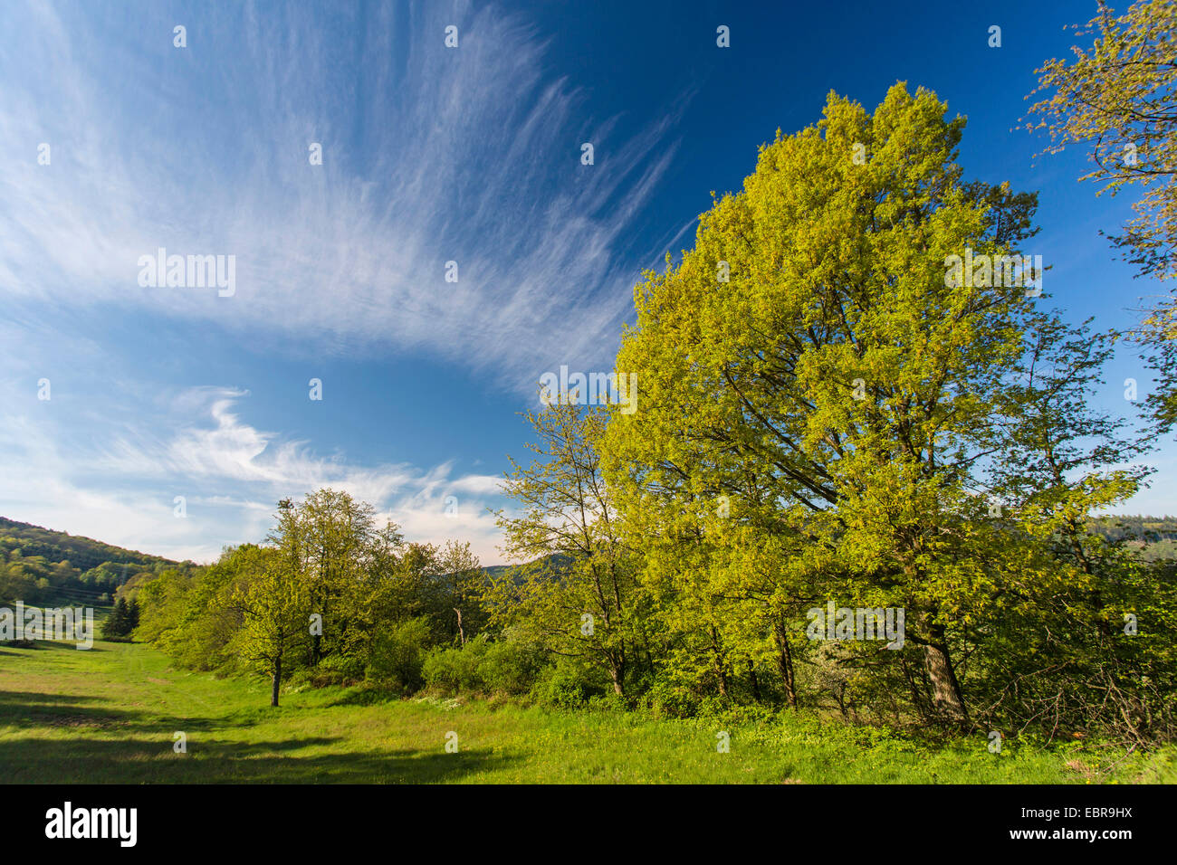 Paysage avec prairie au printemps, l'Allemagne, Bade-Wurtemberg, Landschaftsschutzgebiet Breitenstein, Naturpark Neckartal-Odenwald Banque D'Images