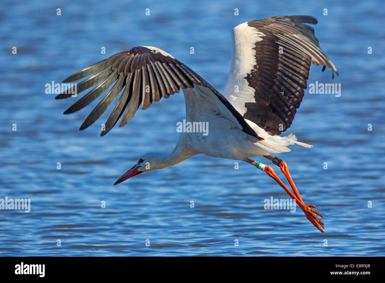 Cigogne Blanche (Ciconia ciconia), à partir, de l'Allemagne, de Bavière, le lac de Chiemsee Banque D'Images